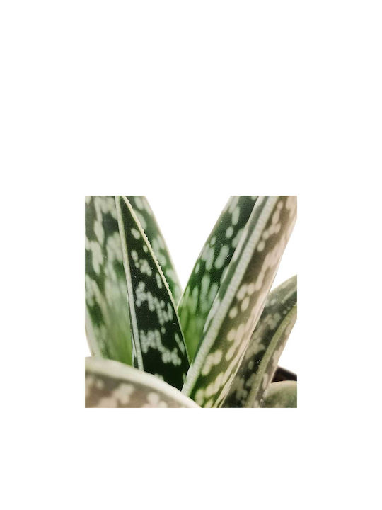 Aloe Variegata 8.5cm