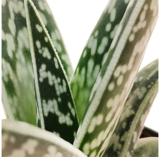 Aloe Variegata 8,5 cm