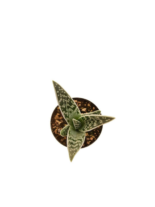 Aloe Variegata 8.5cm