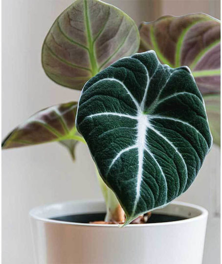 Alocasia 'black Velvet' 12cm