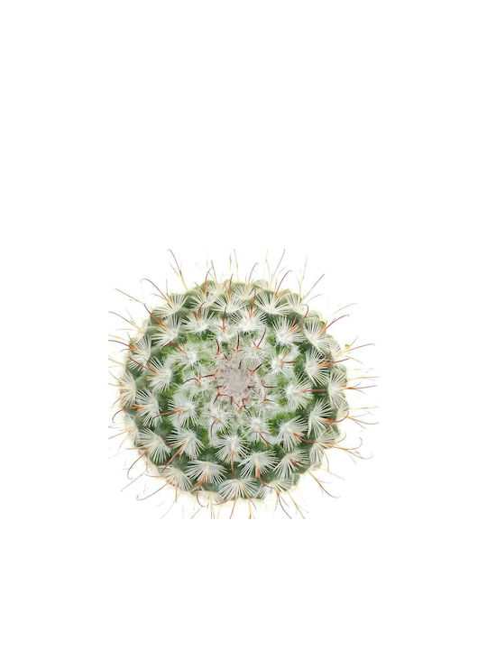 Mammillaria Bombycina Gruppe 10,5 cm Mammillaria Bombycina Gruppe 10,5 cm