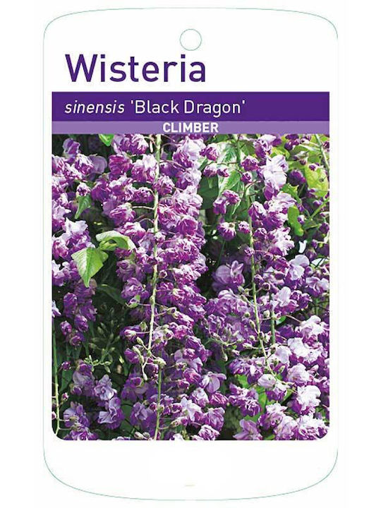 Wisteria 'black Dragon' 15cm