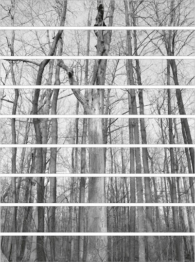 Decorative Staircase Sticker Trees 1 Piece Orafol