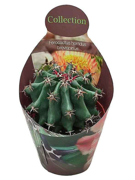Ferocactus Brevispinus 10.5cm Ferocactus Brevispinus 10.5cm