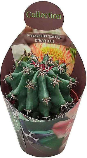 Ferocactus Brevispinus 10,5 cm Ferocactus Brevispinus 10,5 cm