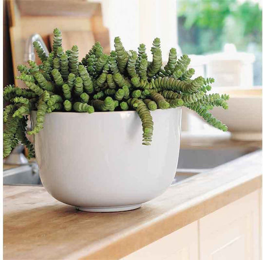 Crassula Marnieriana 9cm Crassula Marnieriana 9cm
