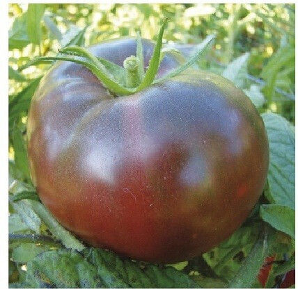 Seed Black Tomato Noire de Crimee | 1 Temp