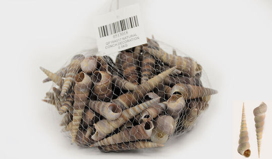 Faitakis Pack Decorative Element for Wedding Favors Beige Decorative Narrow Seashells No18 0.5kg 1pcs