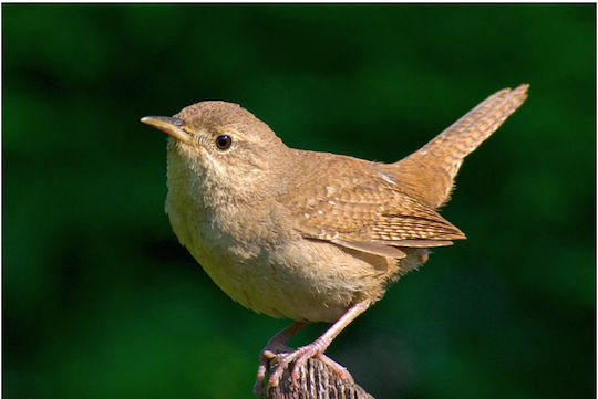 Claus Garden Bird Feed Food Garden Birds 500g