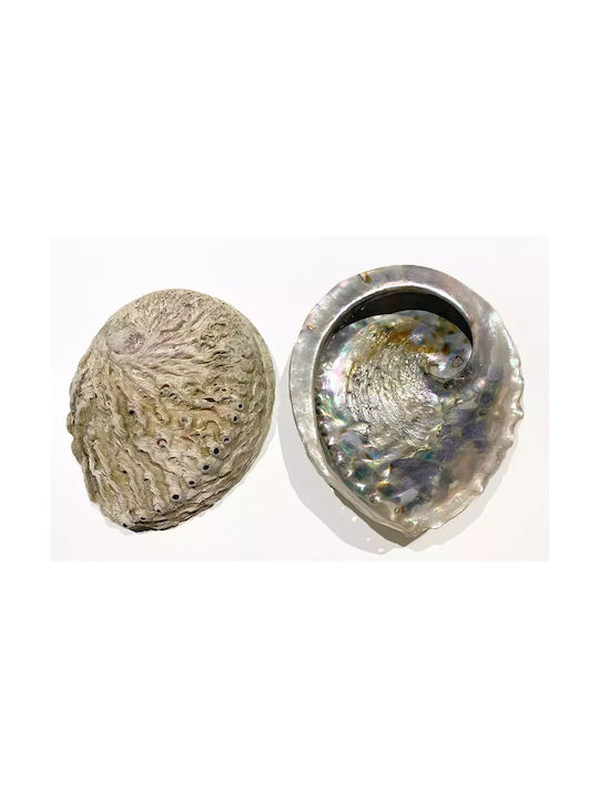 Cochilie de Abalone pentru Arderea Tămâiei, Cochilie Naturală ±10cm