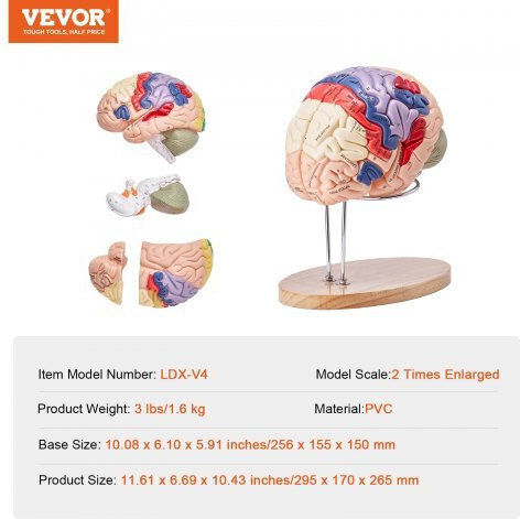 Vevor Modell Schädel/Kopf