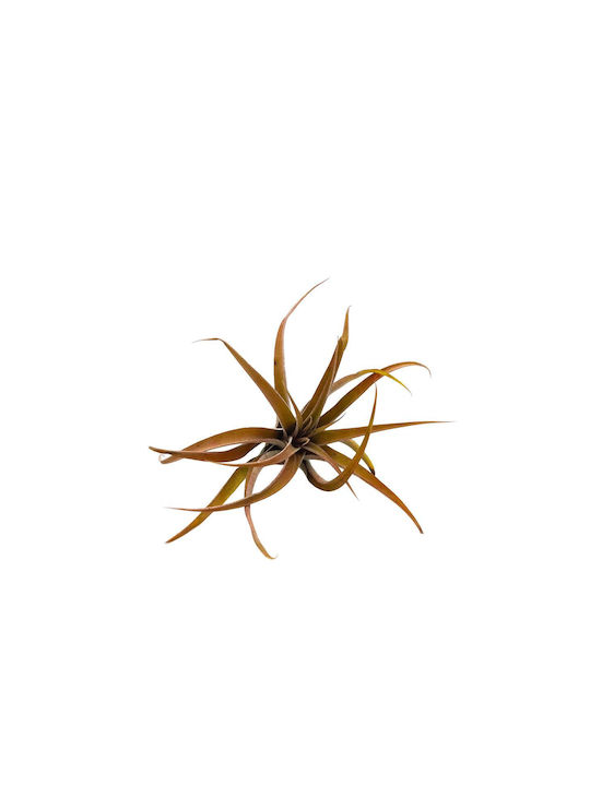 Αερόφυτο Tillandsia Capitata "peach Red"