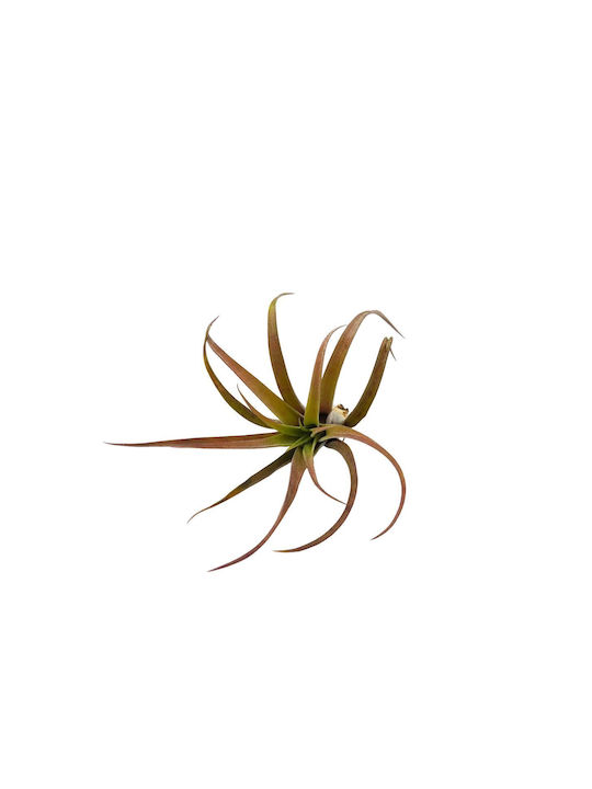 Αερόφυτο Tillandsia Capitata "peach Red"