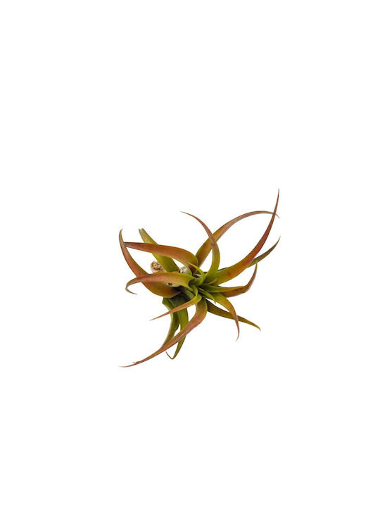Αερόφυτο Tillandsia Capitata "peach Red"