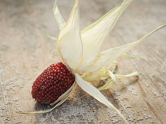 Seeds Corn Pop Corn Red