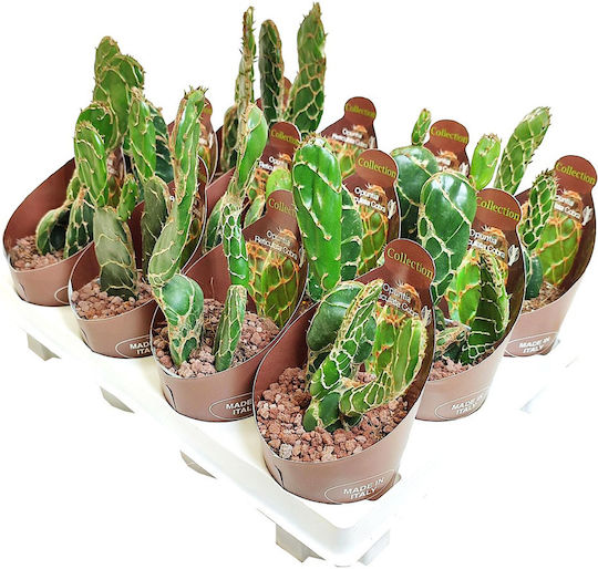 Κάκτος Opuntia Zebrina Reticulata ''cobra''