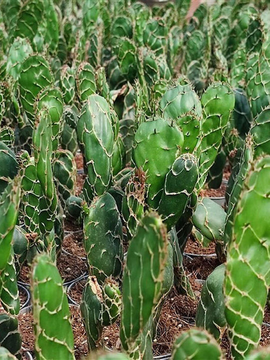 Κάκτος Opuntia Zebrina Reticulata ''cobra''