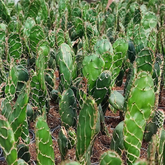 Cactus Opuntia Zebrina Reticulata ''cobra''