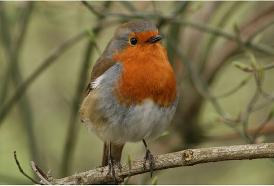 Collectible Robin Whistle