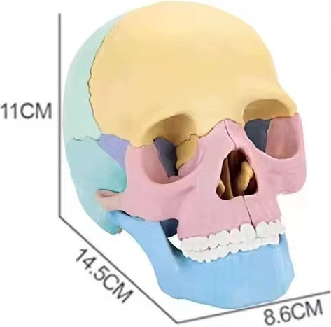 Model de Craniu Uman 1:2 17 Părți Mobile 10 Carduri Explicative Copii 3 Ani+ Plastic 11x14.5x8.6cm Multicolor