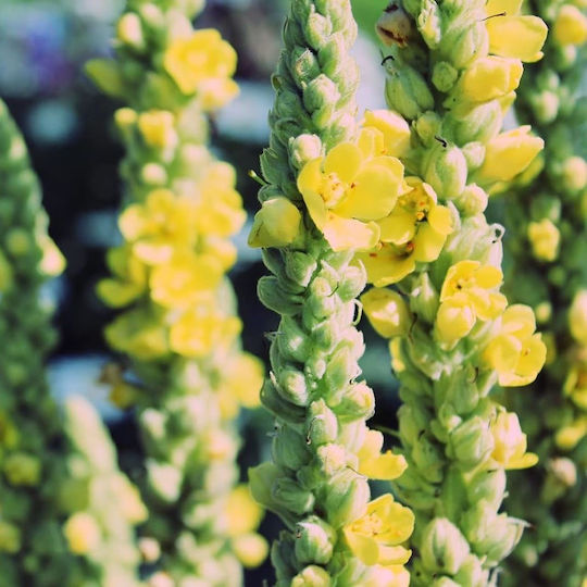Verbascum Flower Lebanon 100 Gr