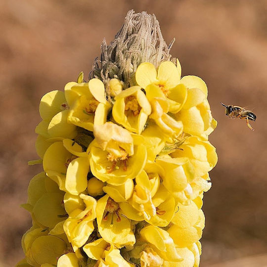 Verbascum Flower Lebanon 100 Gr