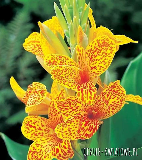 Gemma Canna Seeds Canna 10244