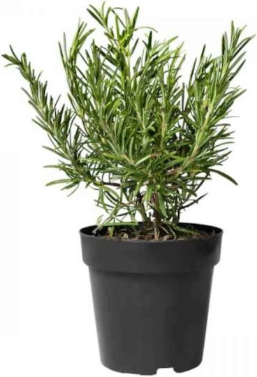 Gemma Seeds Rosemary Green