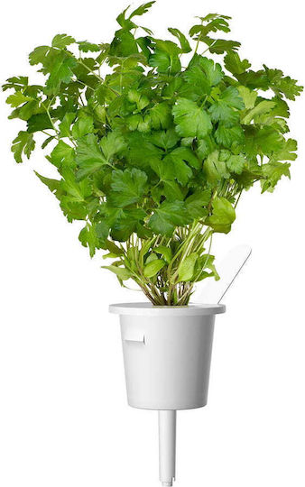 Click and Grow Semințe Pătrunjel Creț 3buc