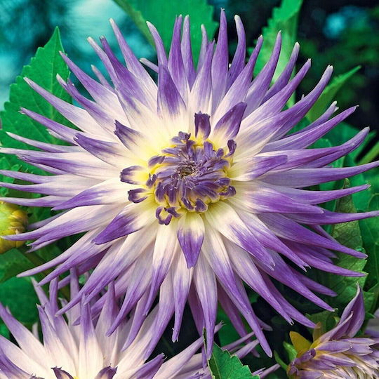 Gemma Seeds Dahliaς Purple