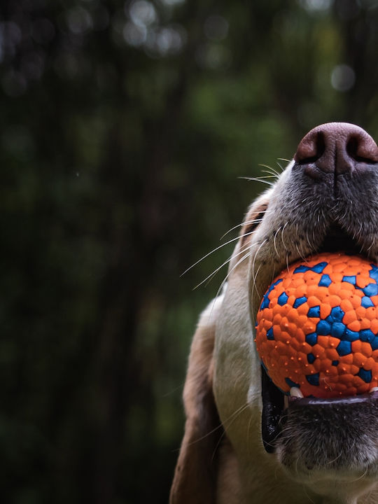 Pawcare Μπάλα Παιχνίδι Σκύλου 1τμχ