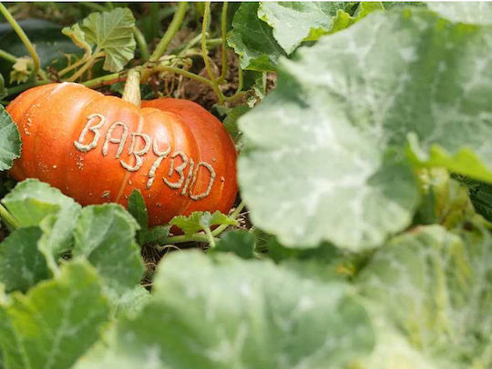 Babybio Frucht-Gemüse-Püree mit Geschmack Süßer Kürbis 130gr für 4+ Monate