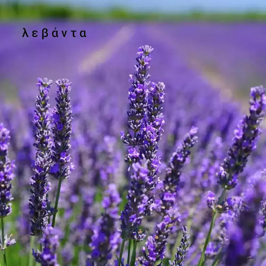 Aromatic Soy Candle Female Body Ethereal Beauty Fresh Water