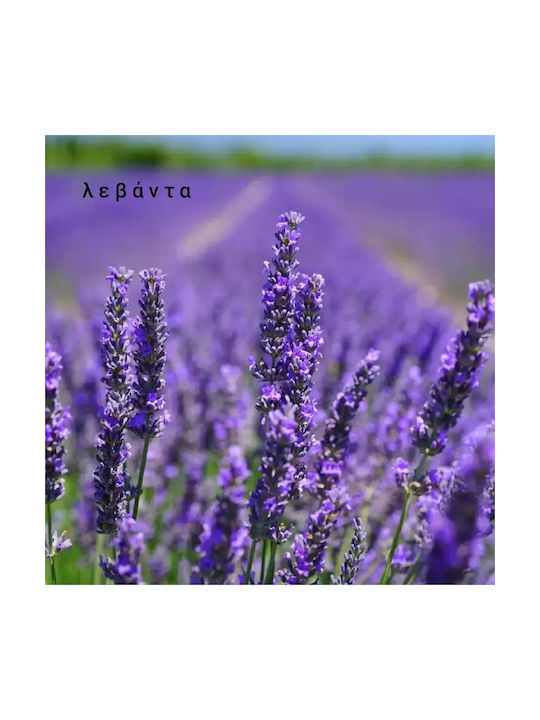 Aromatic Soy Candle Female Face Floral Muse Honey