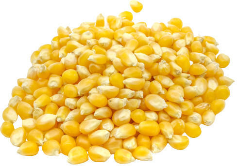 Popcorn-Kerne Roh 500gr