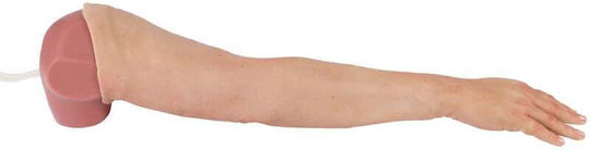 Erler Zimmer Appendages & Joints Model