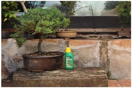Pokon Îngrășământ pentru Bonsai Lichid Îngrășământ Azot, Fosfor, Fier pentru Bonsai 250ml