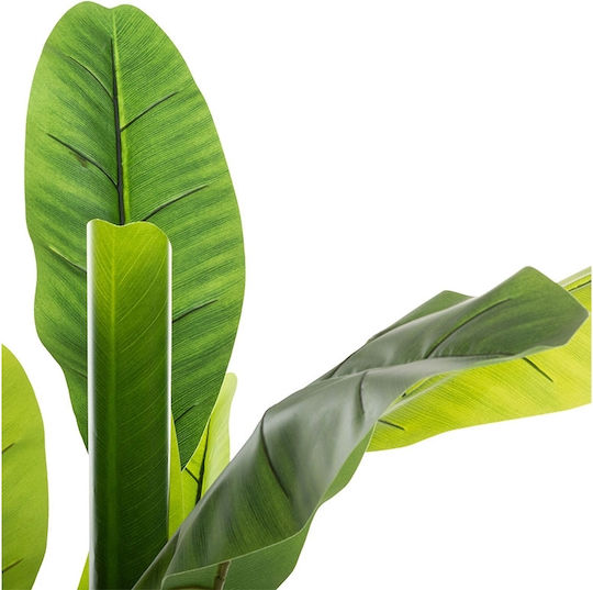 Musa Potted Plant Atmosphera