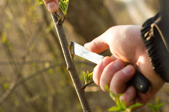 Cellfast Grafting Knife 40-262