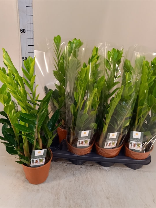 Zamioculcas Zamiifolia 3+springs