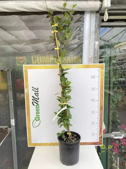 Star Jasmine 3lt Height 120cm Star Jasmine 3lt Height 120cm