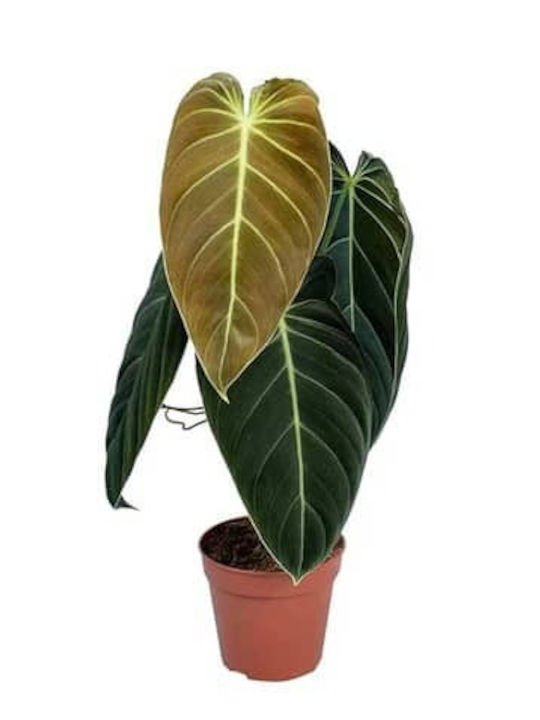 Philodendron Melanochrysum