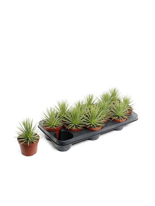 Green Leaf Succulent