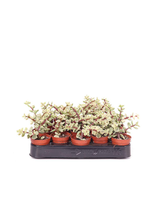 Portulacaria Afra F Variegata 5.5cm Portulacaria Afra F Variegata 5.5cm