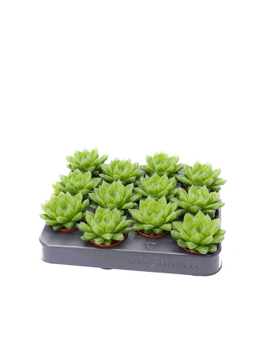 Haworthia Cooperii Xxl 5.5cm Haworthia Cooperii Xxl 5.5cm