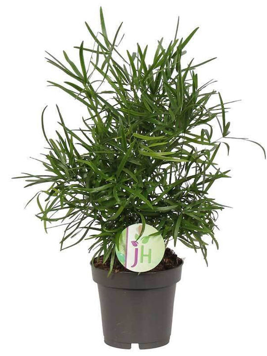 Asparagus Falcatus 12cm