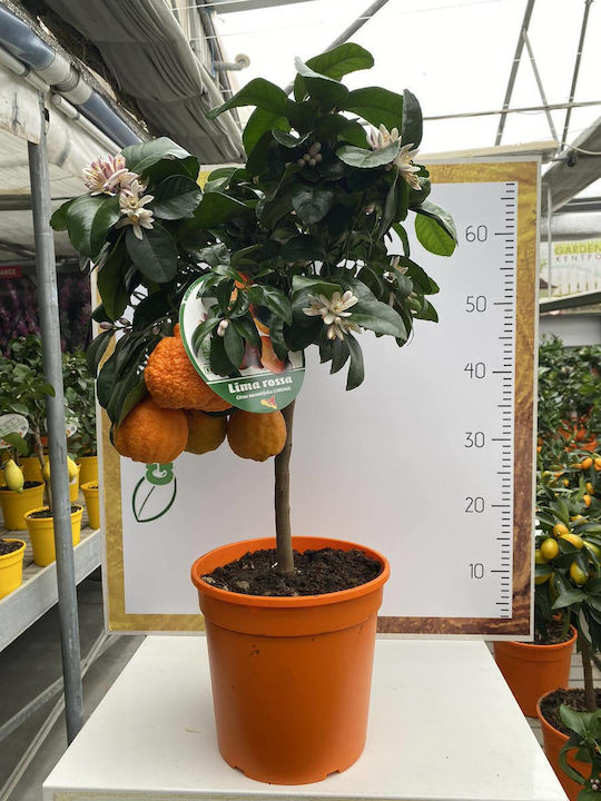 Δέντρο Νάνο Red Lime Lima Rossa