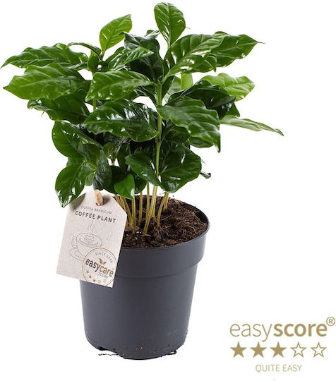 Coffea Arabica