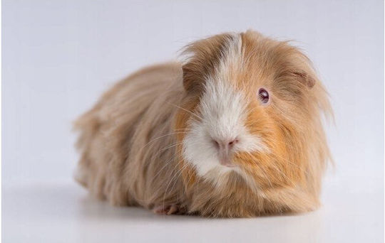 Vitakraft Menu Vital Treat for Guinea Pig 3kg
