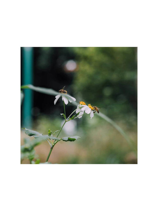 Πίνακας Bees On Daisy Flowers Μέλισσες Στα Λουλούδια Μαργαρίτας 120x120